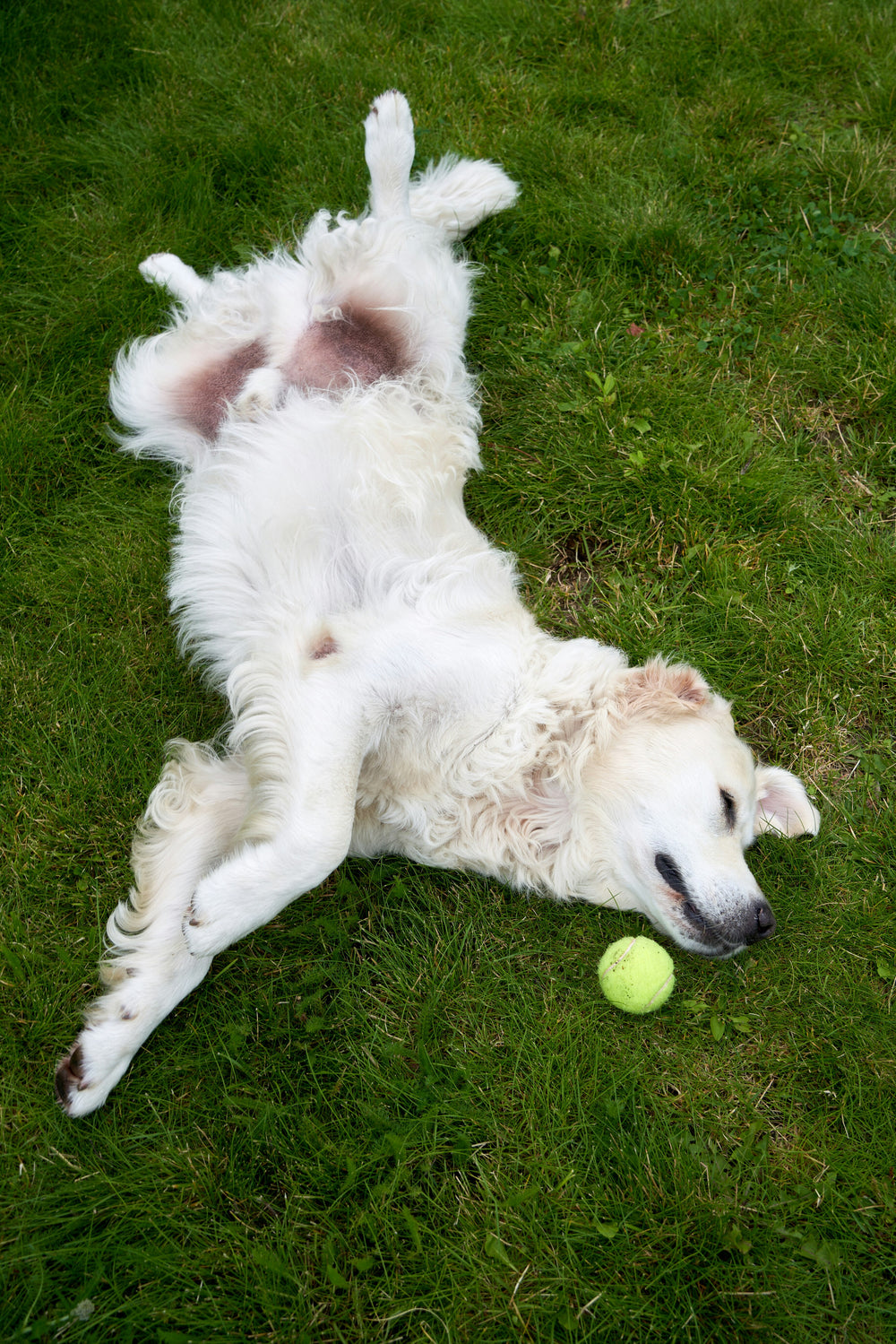 72% of dogs display at least one anxiety-related behavior